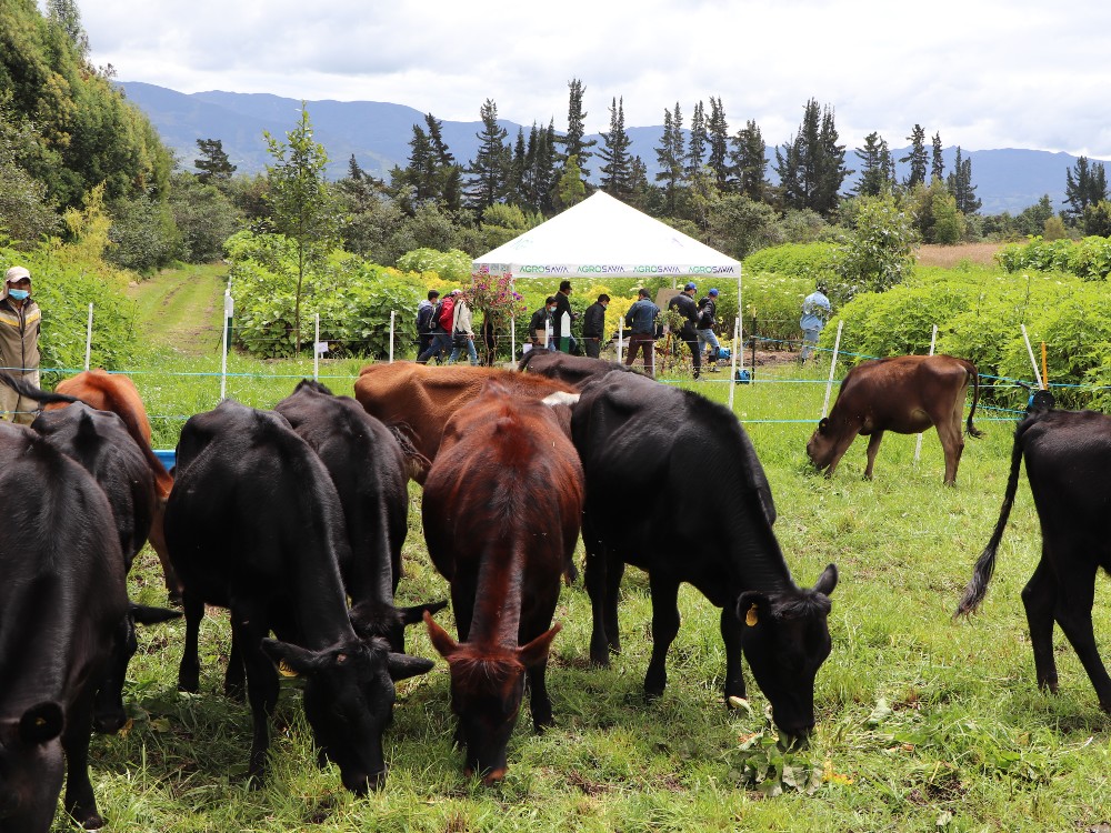 Lanzamiento Silvopastoriles 4 AGROSAVIA