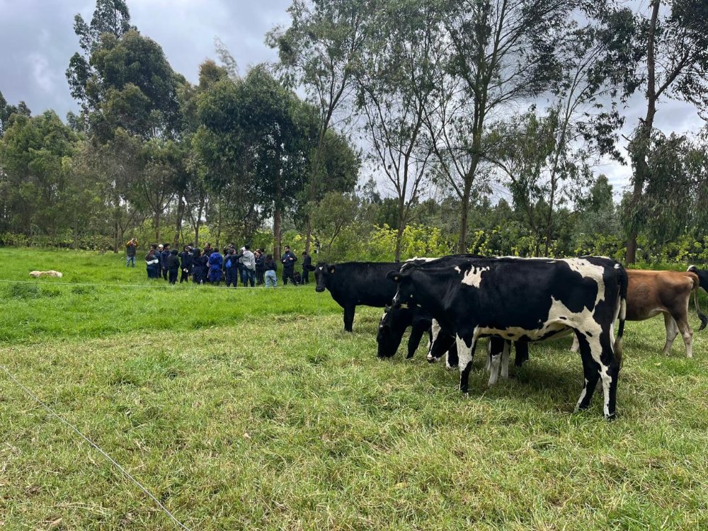 Tecnología para productores lecheros del Trópico Alto colombiano