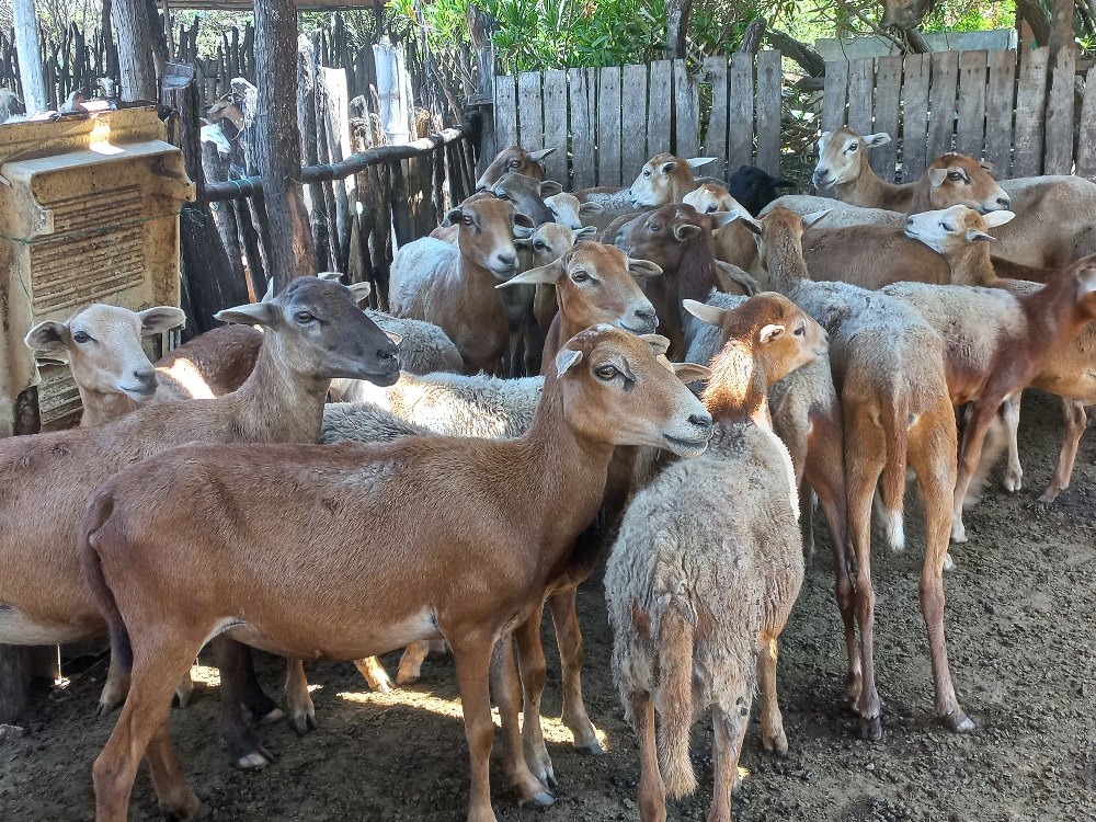 Chicamocha Emprende Rural4 AGROSAVIA