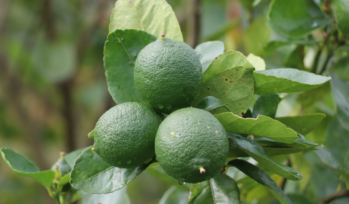 HLB Cítricos Antioquia3 Def