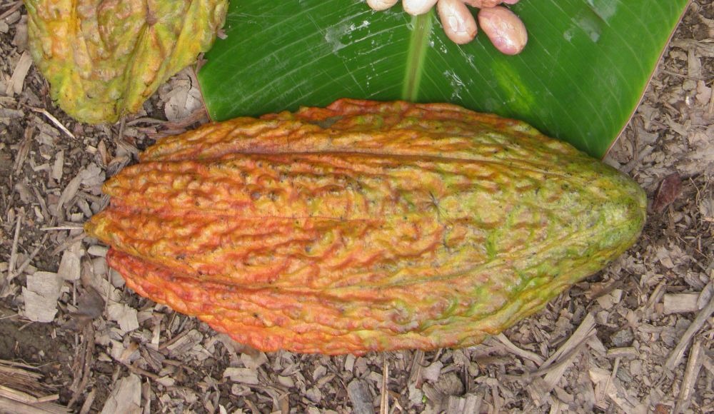 Cacao Clon TSC 06 La Suiza 02 (2)