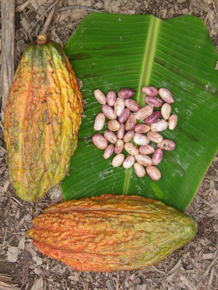 Cacao Clon TSC 06 La Suiza 02