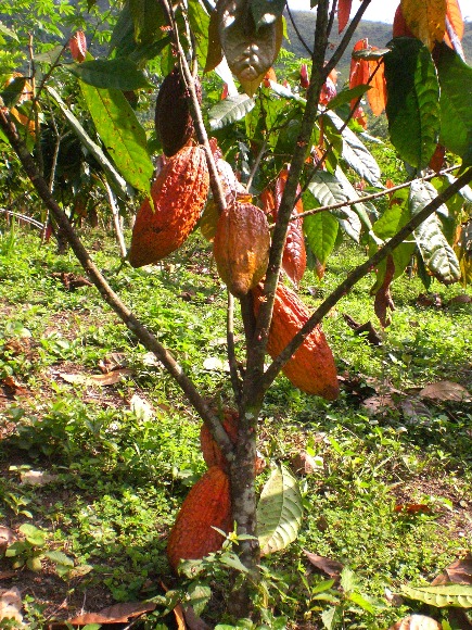 Cacao Clon TSC 06 La Suiza 21