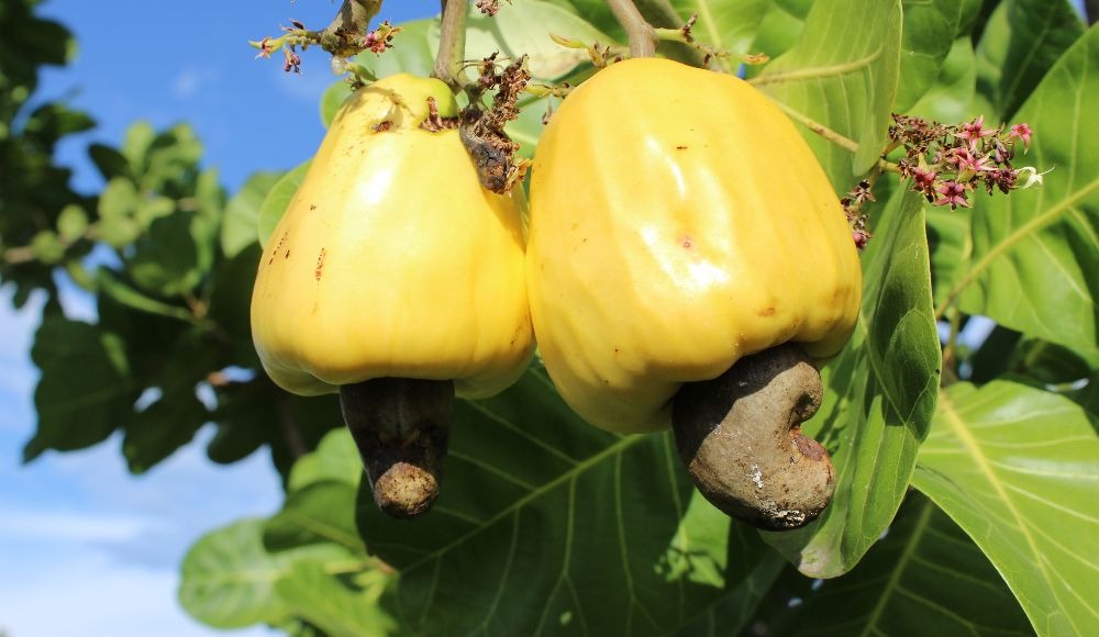 Corpoica Yucao Ao3, clon de marañón para la altillanura plana de la Orinoquía