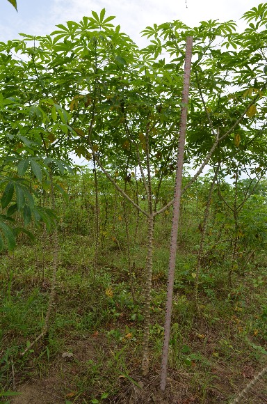 Yuca Corpoica Sinuana Arquitectura Caribe Secoyhumedo 08