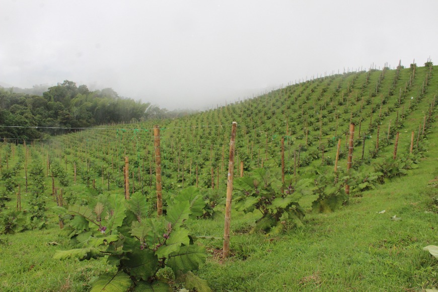 Versalles Valle3