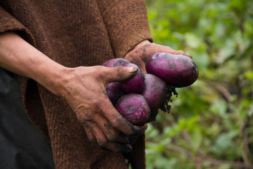 Papa Perla Negra Ventaquemada2