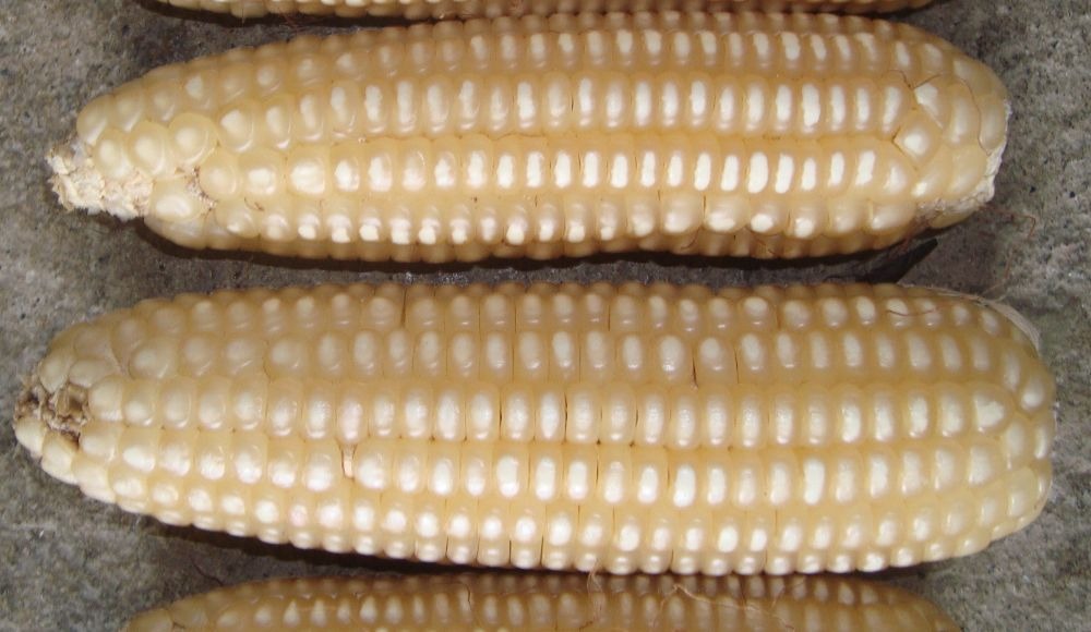 Corpoica V-159: Variedad de maíz de grano blanco