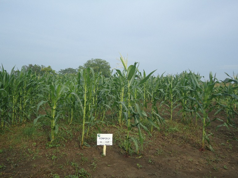 Maiz Corpoicav159 Producciónsemillagenetica Plansemilla Cerete Cordoba Danielgonzalez 05