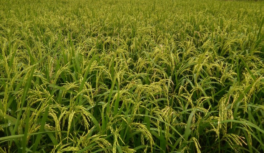 Variedad de Arroz Corpoica Llanura 11