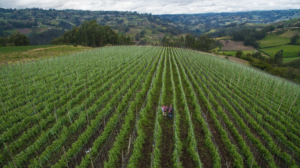 Obonuco Andina, variedad mejorada de arveja para el sistema de producción de economía campesina del sur de Nariño