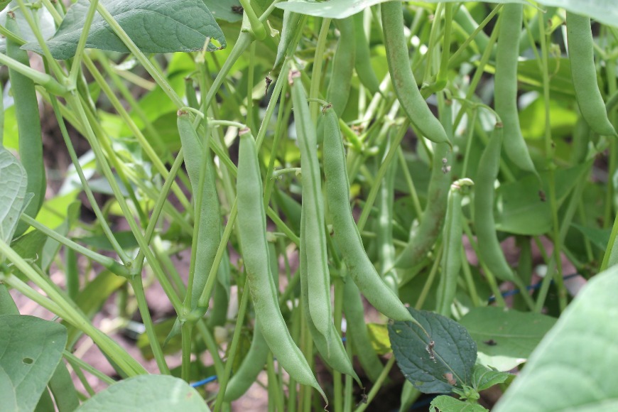 Corpoica Radical Jijí bean variety