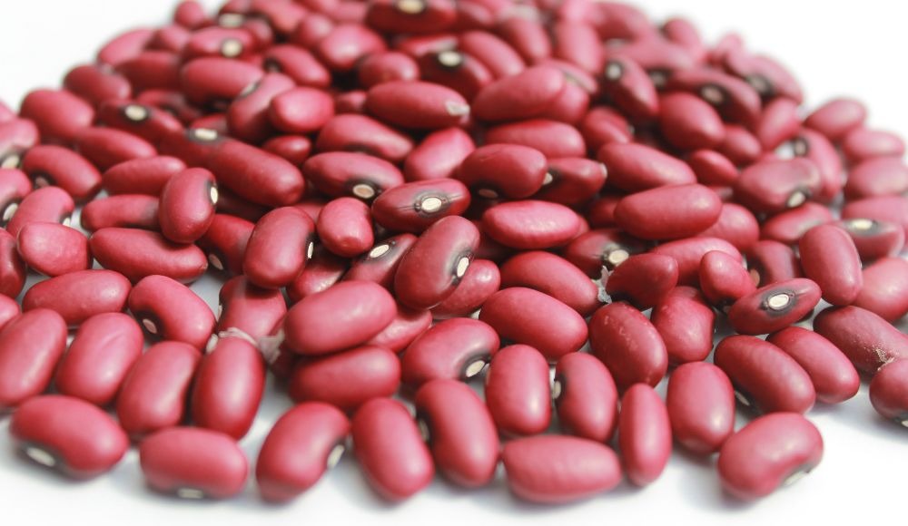 Fríjol biofortificado AGROSAVIA rojo 43 para la subregión natural del Caribe seco colombiano.