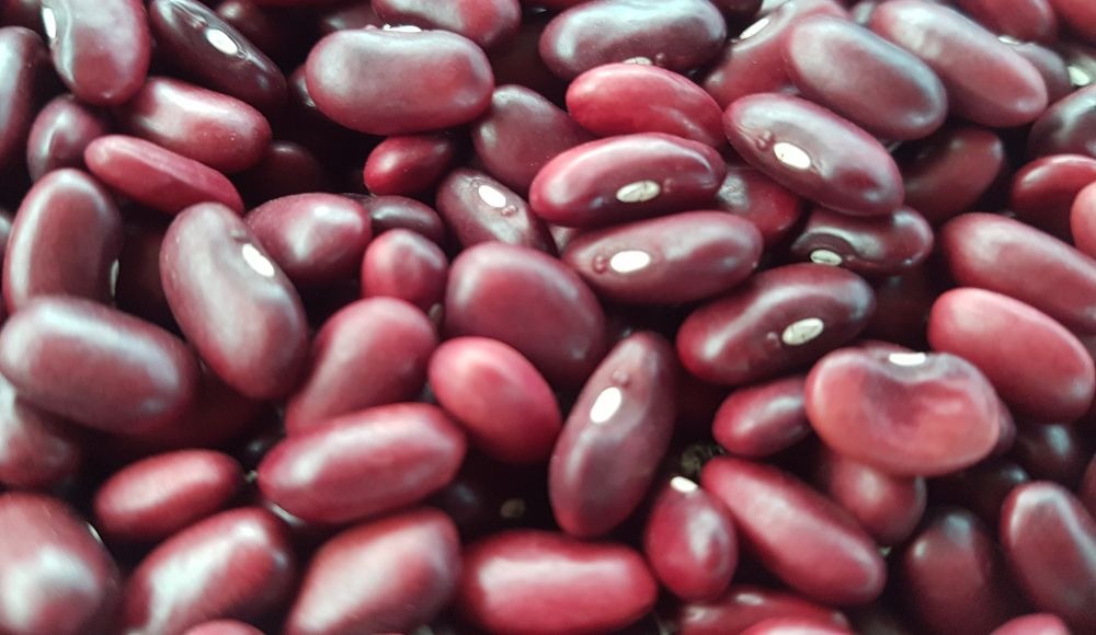 Fríjol biofortificado Corpoica rojo 39 para la subregión natural del caribe seco colombiano.