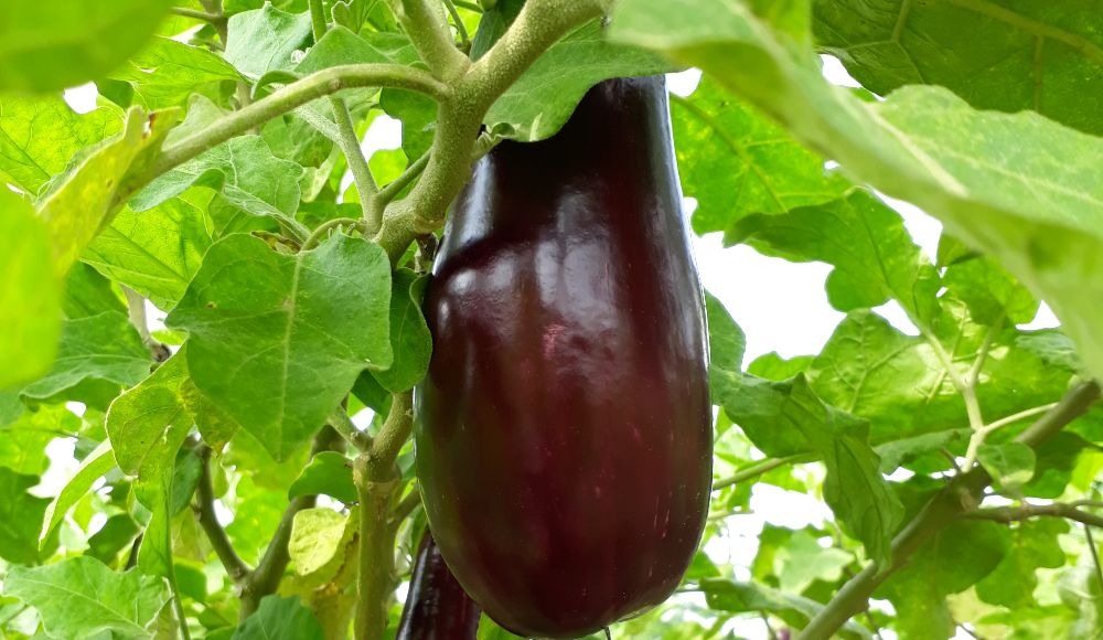 Variedad de Berenjena (Solanum melongena) C029 adaptada a las condiciones productivas del caribe colombiano y con características para los mercados nacionales y de exportación