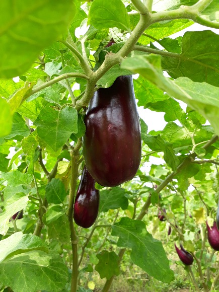 Variedad de Berenjena (Solanum melongena) C015 adaptada a las condiciones productivas del caribe colombiano y con características para los mercados nacionales y de exportación.