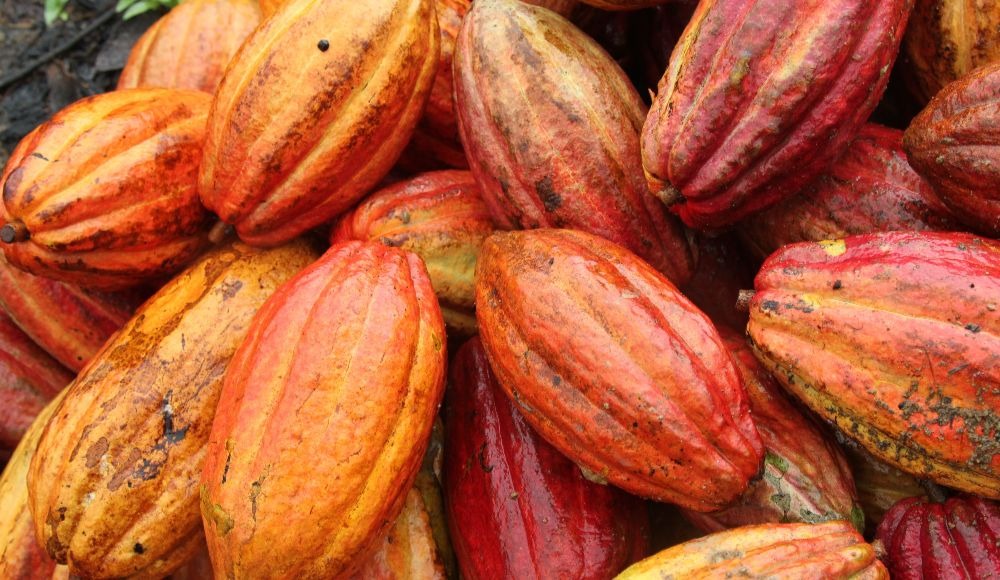 Opciones tecnológicas para el manejo del perforador de la semilla de cacao