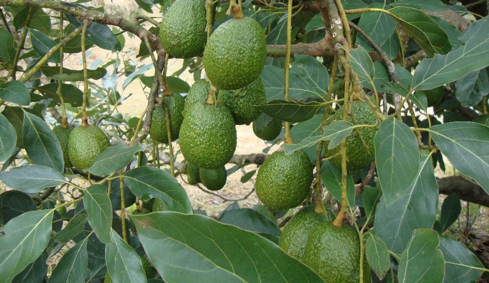 Technological options for quarantine pests in avocado