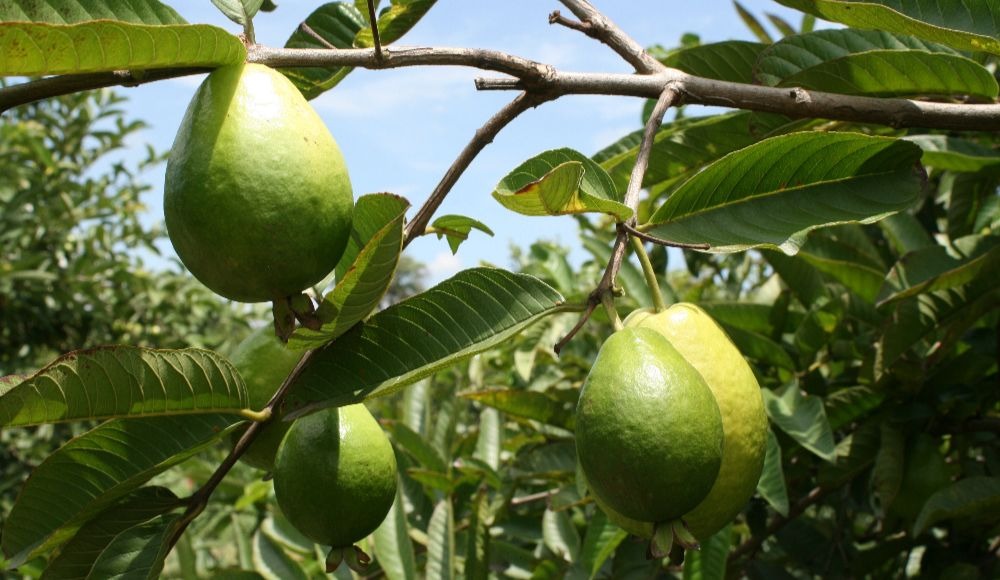 Recomendaciones de manejo integrado de la costra, clavo o roña en cultivos de guayaba regional