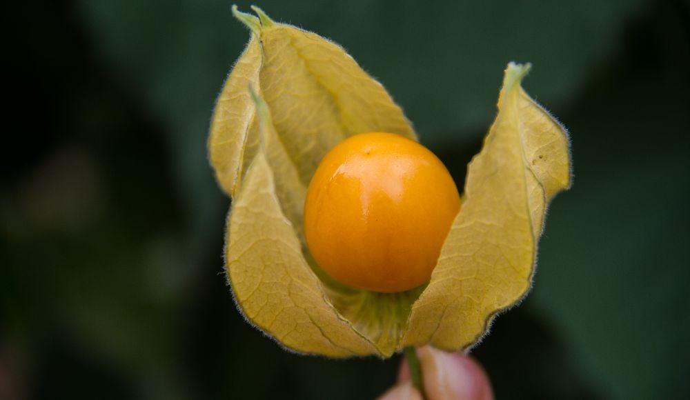 Recomendaciones para la optimización de la fertilización en uchuva