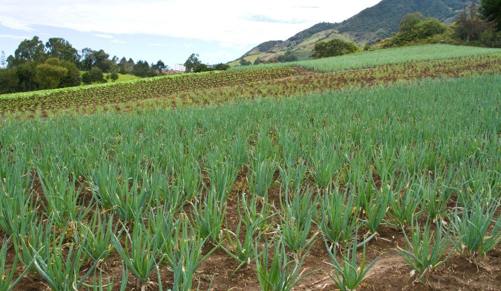 Variedad de Cebolla de rama CORPOICA - TOTA 1