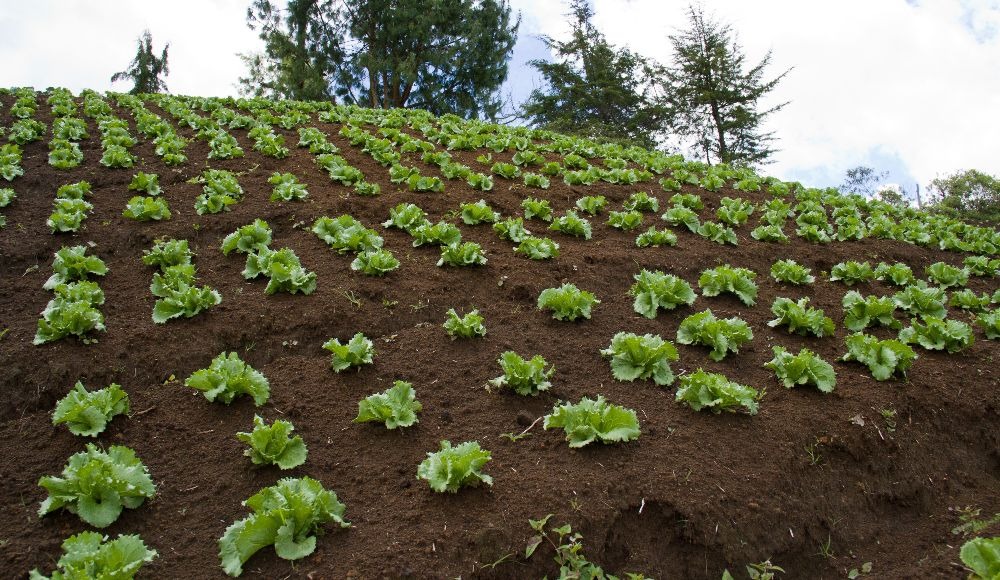 Bioplaguicida TRICOTEC WG para el control de patógenos en los cultivos de tomate, lechuga, arroz y frutos rojos (Fresa, mora, frambuesa, arándanos, uva y brevo)