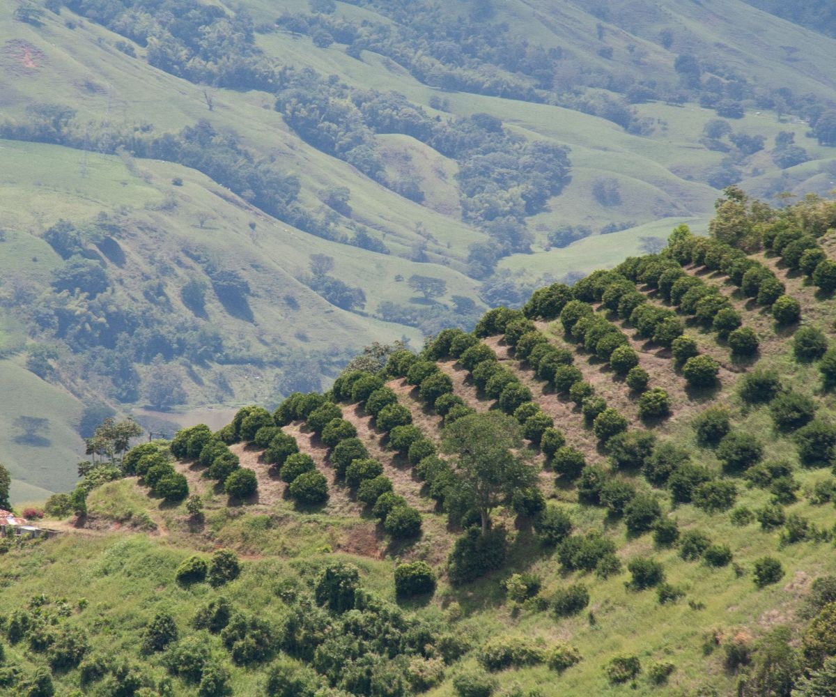 Iniciará proyecto de investigación para mejorar el rendimiento y calidad 
del aguacate Hass en Cauca