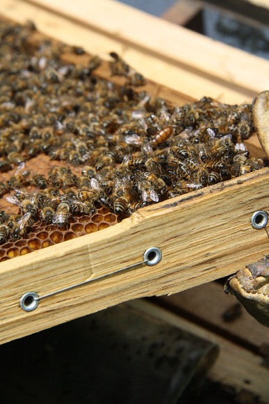 Protocolo para la polinización con abejas Apis mellifera en cultivos de importancia económica