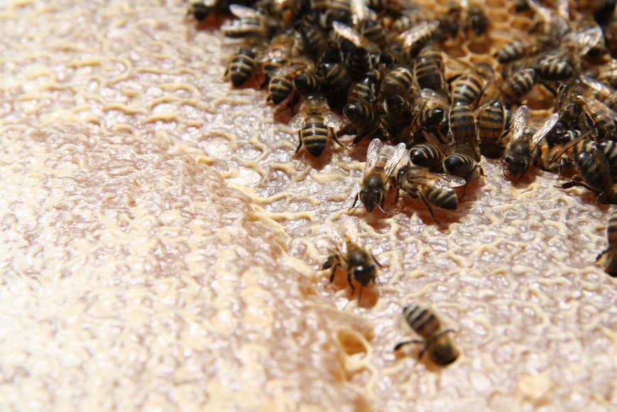 Protocolo para las buenas prácticas apícolas - BPAp y mejoramiento genético para la producción de miel y polen