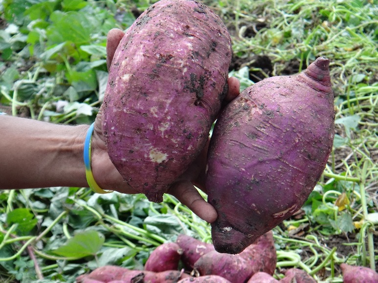 Agrosavia Ambarina: nueva variedad de batata el Caribe seco y húmedo