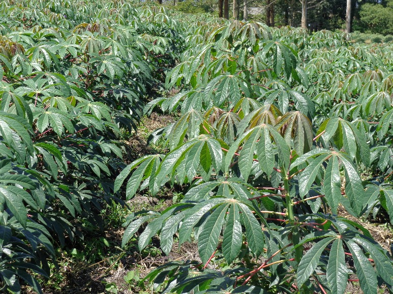 Protocolo de endurecimiento y multiplicación de plantas de procedencia in-vitro a vivero y campo, para producción de semilla de yuca de alta calidad en el Caribe colombiano