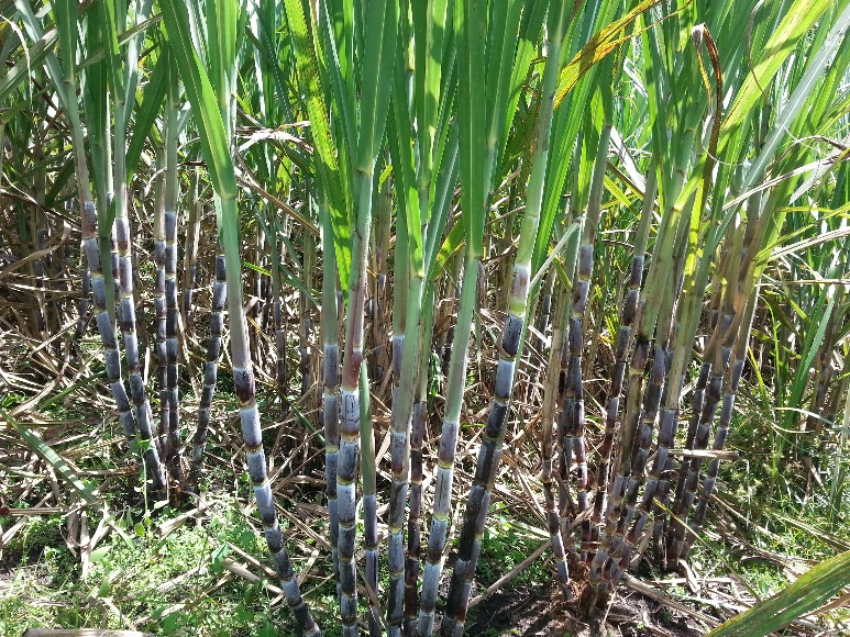 Sistema de producción de semilla de caña de azúcar mediante la obtención de plantas germinadas