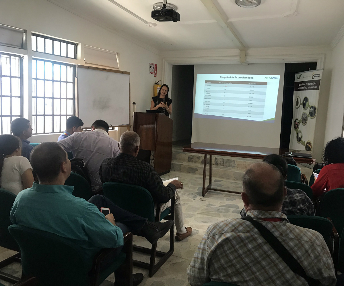 AGROSAVIA formuló proyecto en Aguacate para Santander