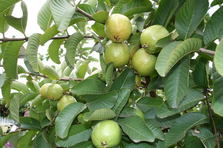 Variedad de guayaba Corpoica Rosa-C