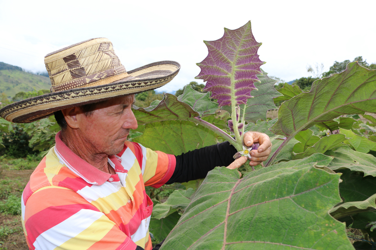 AGROSAVIA continúa capacitando a productores de lulo en el norte del Valle del Cauca