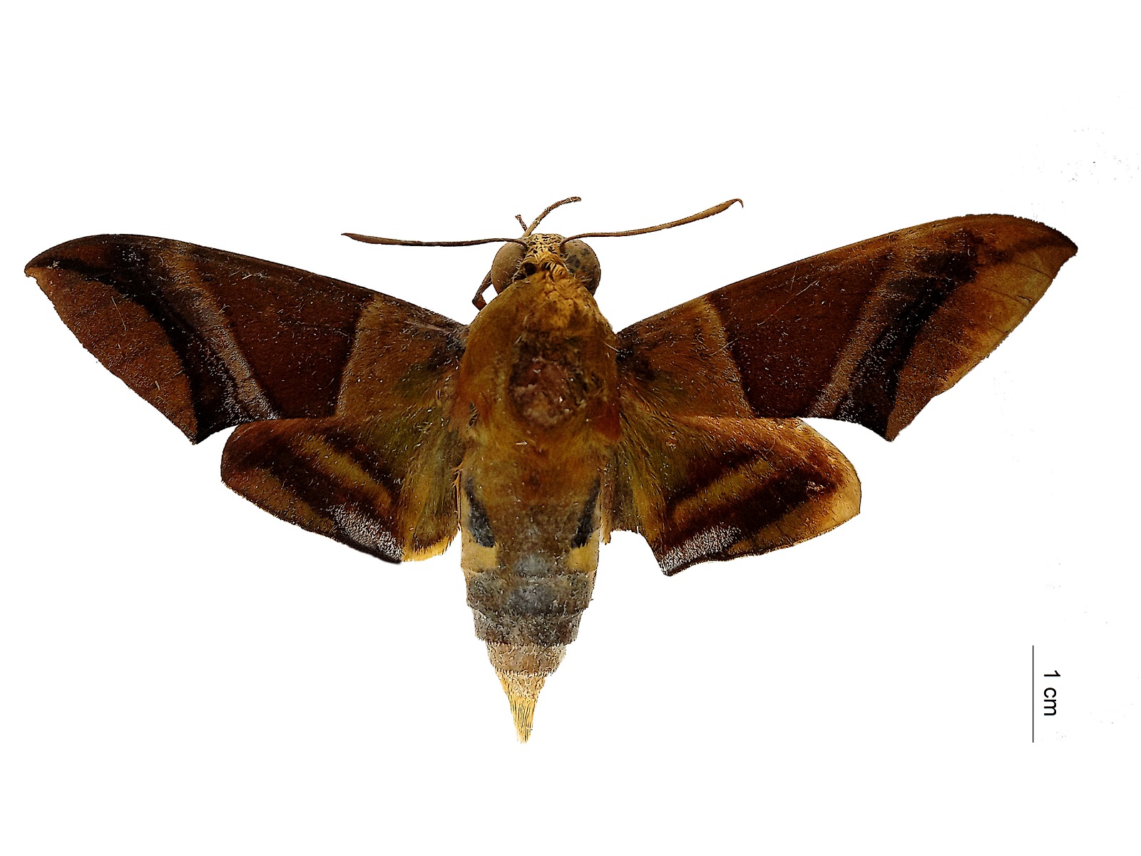 Oryba kadeni (Schaufuss, 1870)  