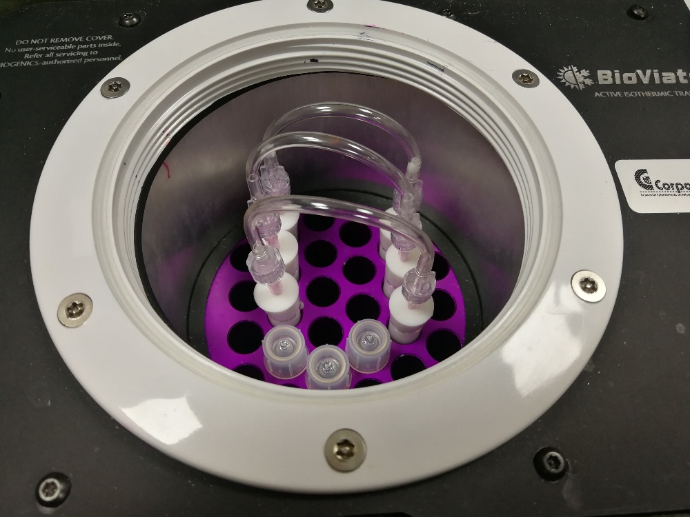 Maduración de ovocitos reduce costos en producción in vitro de embriones bovinos