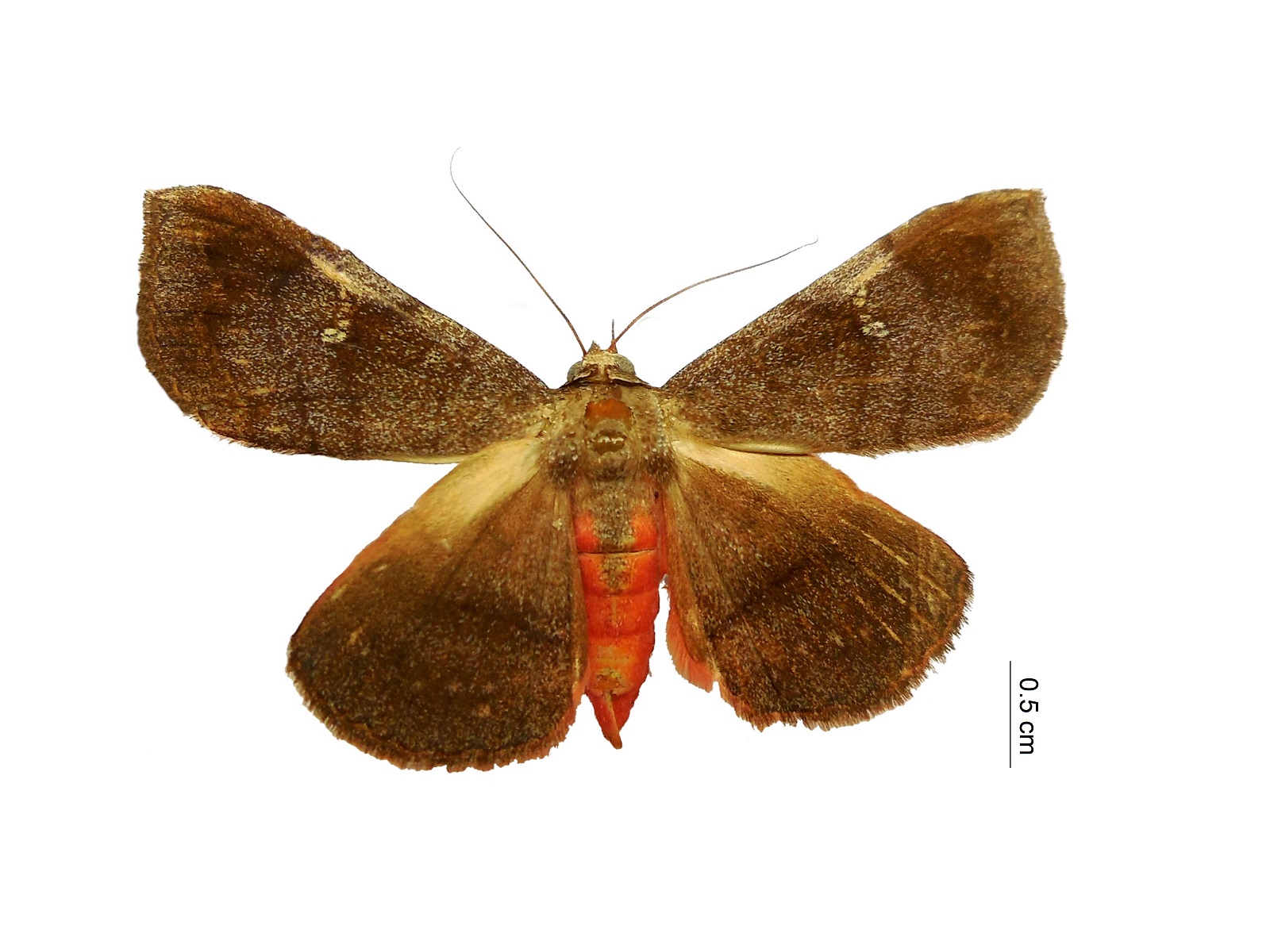 Azeta versicolor Fabricius, 1794 