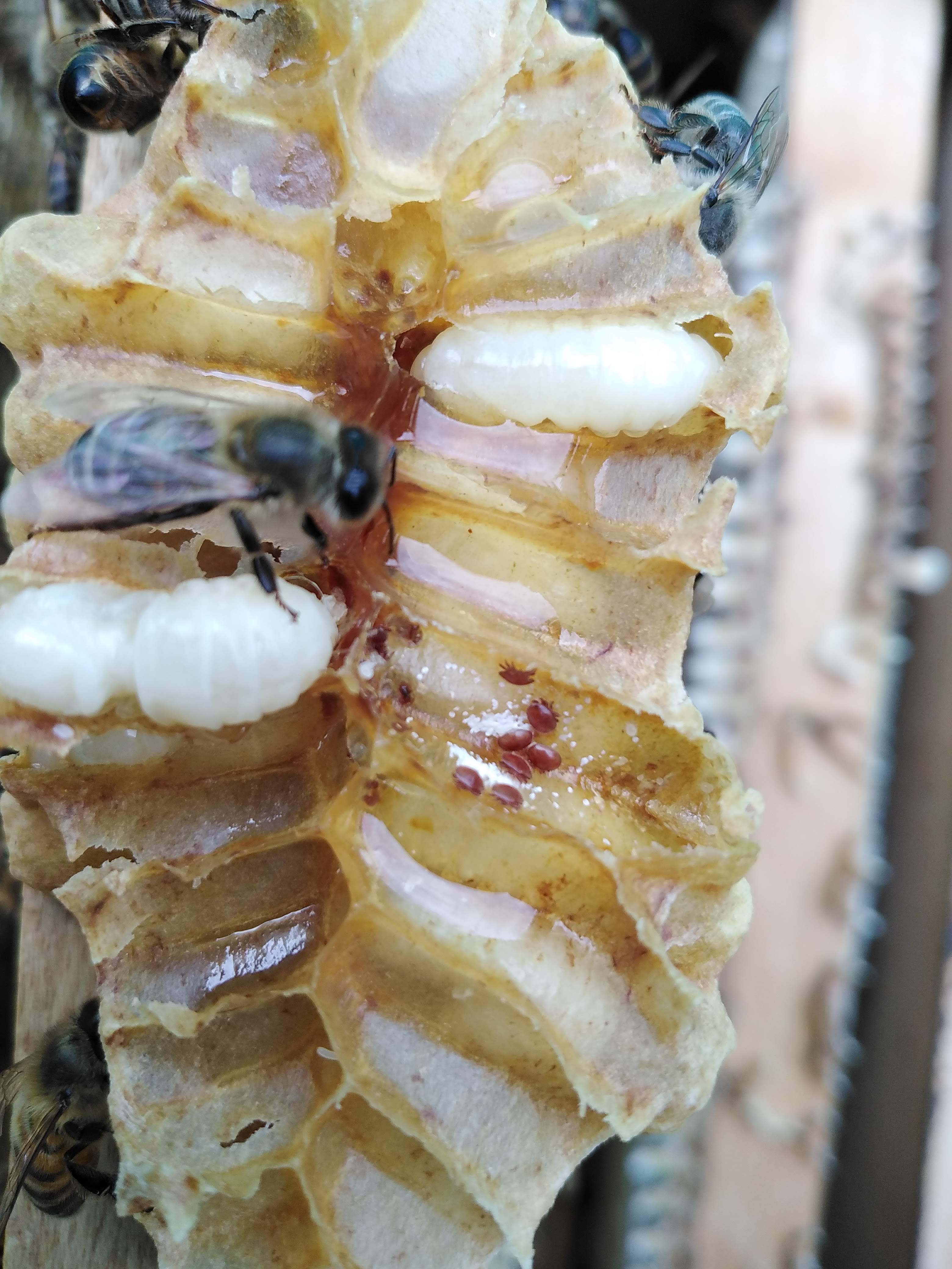 Varroa En Celdas