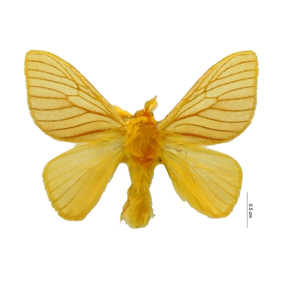 Dalceridae