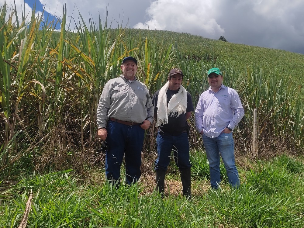 Pequeños y medianos productores de caña de azúcar para la producción de panela, propagando cultura de producción de semilla de calidad