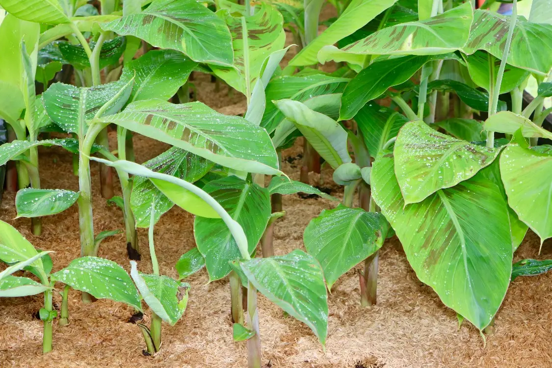 La Savia De La Tierra5 Fotor Webp