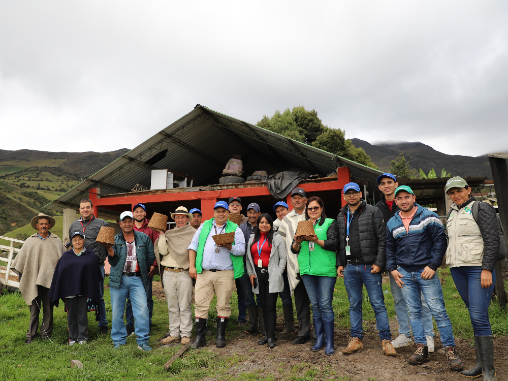 AGROSAVIA Dio A Conocer Aprovechamiento Nutricional Para Ganadería Con Cultivo De Papa2 AGROSAVIA