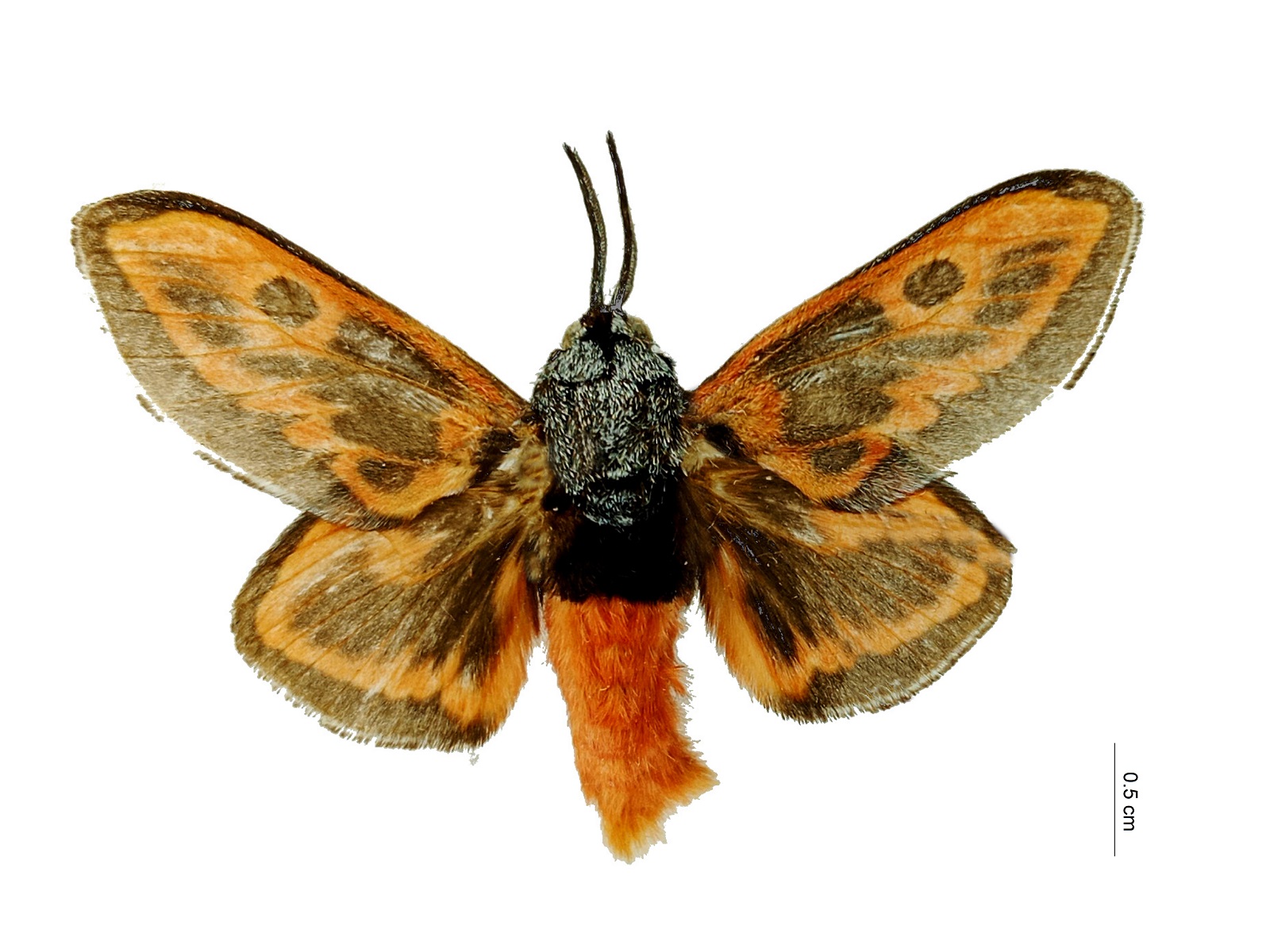 Edebessa bicolor (Möschler, 1883) 