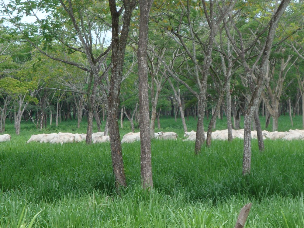 Generando Conocimiento Para Un Agro Sostenible En Colombia3 AGROSAVIA