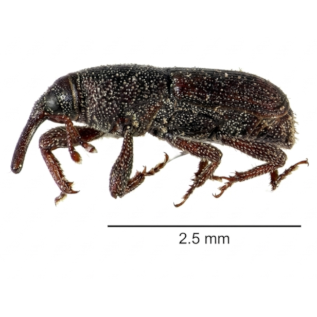 Sitophilus Oryzae (2)