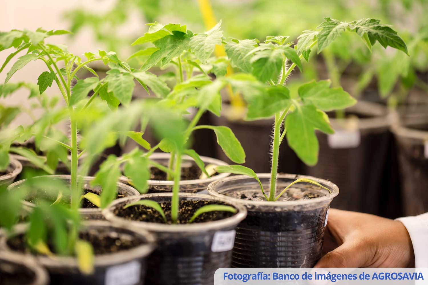 Servicio de análisis nutricional de material vegetal