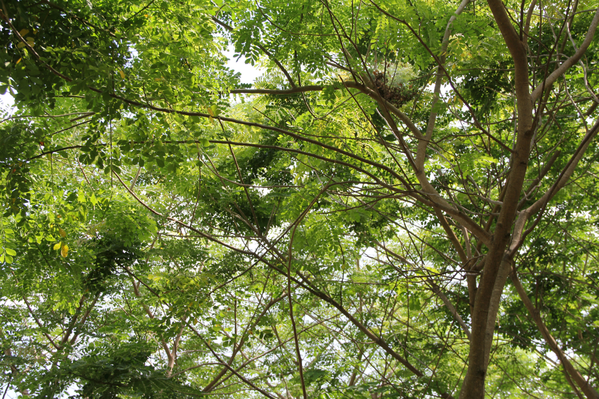 Forestería una opción para mitigar el cambio climático