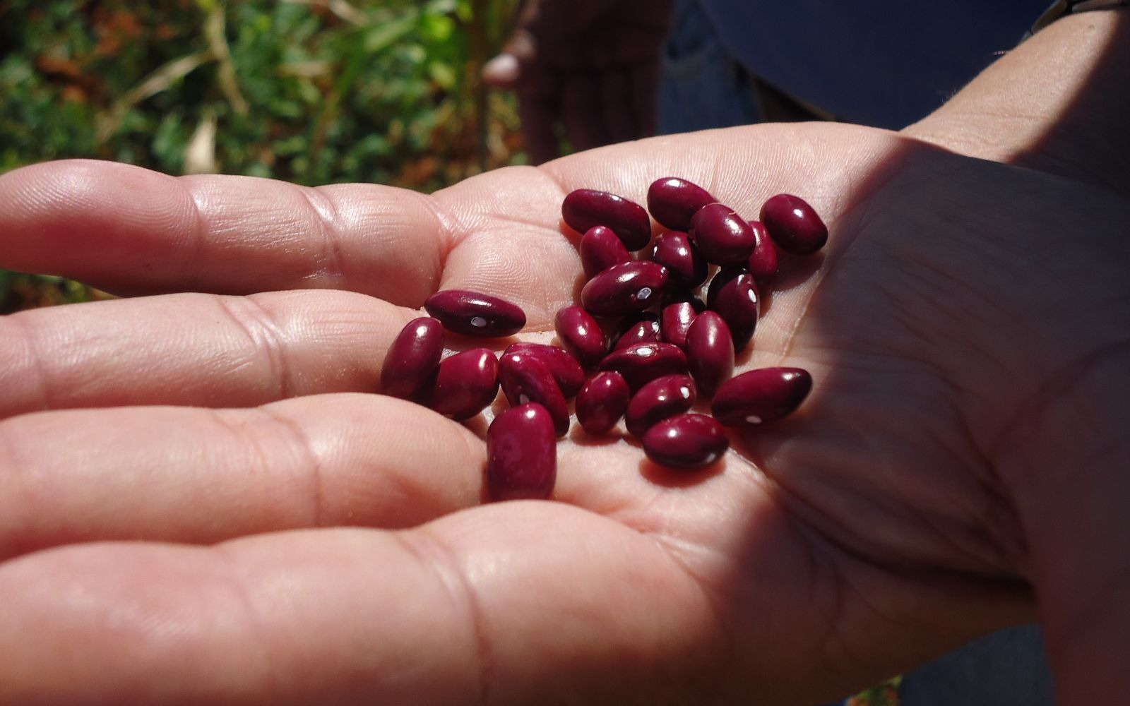 El frijol una estrategia de alimentación ancestral