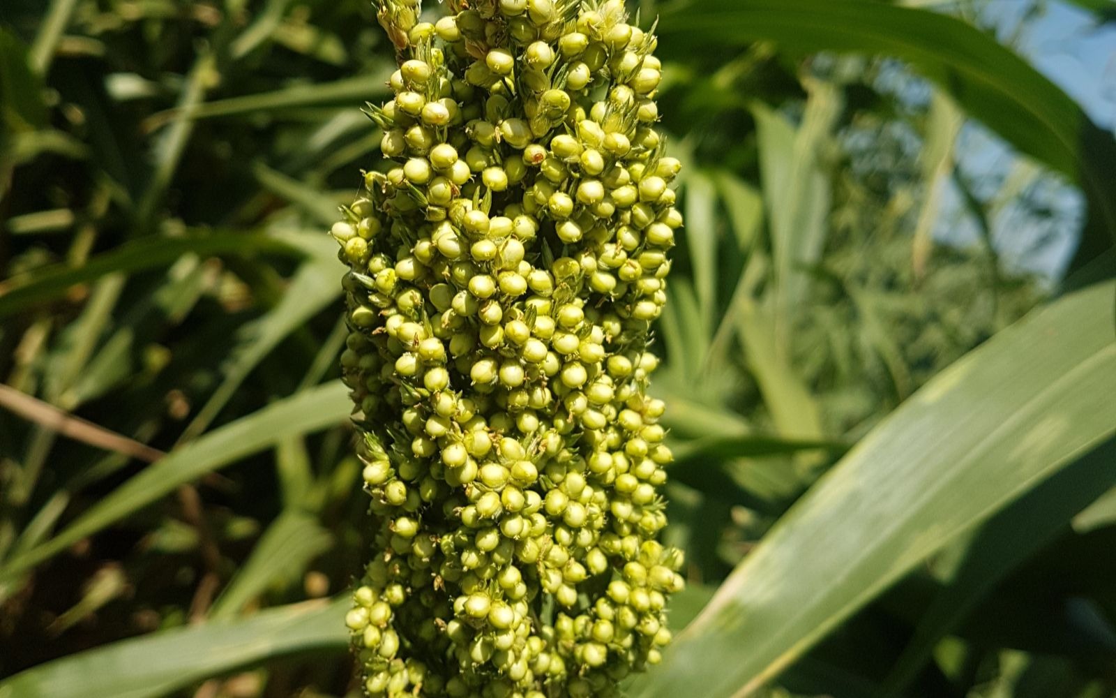 AGROSAVIA presentará su oferta tecnológica en ExpoAgroHuila